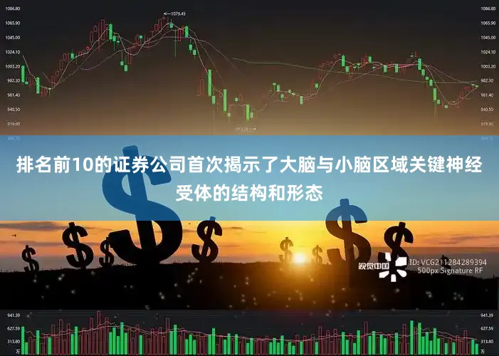 排名前10的证券公司首次揭示了大脑与小脑区域关键神经受体的结构和形态